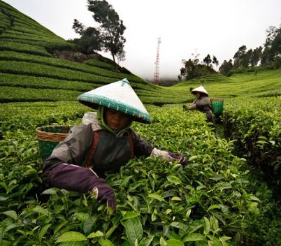PTPN Ready to Play a Role in Agrarian Reform Program